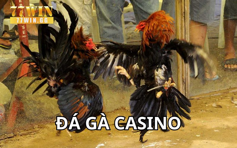 Đá gà casino đặc sắc và phù hợp mọi kê thủ