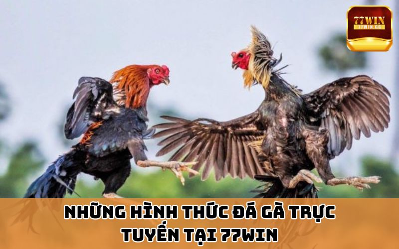 Những hình thức đá gà trực tuyến tại 77win